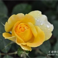 雨中の薔薇④