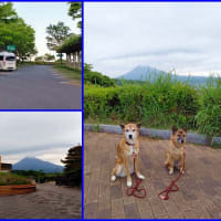 GWの犬連れ旅行・その7 富士川SAで車中泊そして帰路