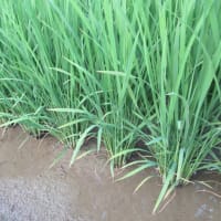 今年のイネは著しく進みそうだが天候異変の影響は予測不能