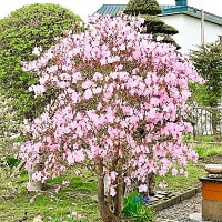 我が猫額庭園では今、クロフネツツジの花が満開です