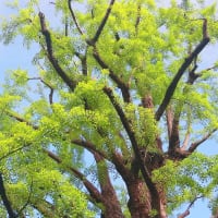 首賭けイチョウの一年 
