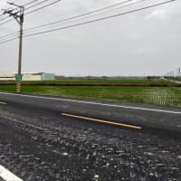 台湾の田植