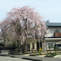 3日前の角館の桜