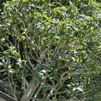 庭の植木剪定が続きます。