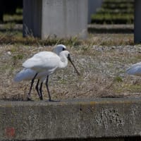 コシアカツバメ＆クロツラヘラサギ・ヘラサギ