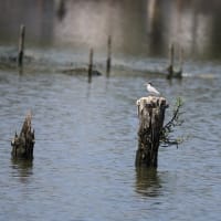 沼のコアジサシ