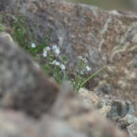八方尾根の花 タカネムラサキ　八方池の上部の斜面、この辺りは足場がよくありません