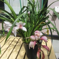 我が家の花で～す