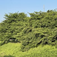 葉桜