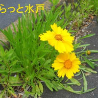 水戸で最近繁茂しつつある外来植物