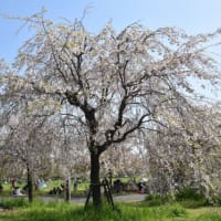 舎人公園　緑の桜が咲いています　　　11