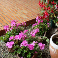 玄関前を飾る花々