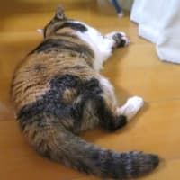 「ジュリアの篭絡法」