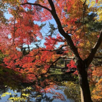 京都府立植物園の紅葉とお花たち