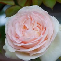 ●散歩で薔薇　　ピンクの豪華なバラ(鏡花）　　ピエール・ドゥ・ロンサール　赤　黄色
