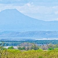 日本百名山・（雄）阿寒岳を遠望しながら、今季二回目のウド採りを楽しみました