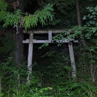 鳥が居る
