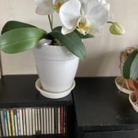 平穏な日々が続きますように