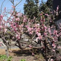 梅の花
