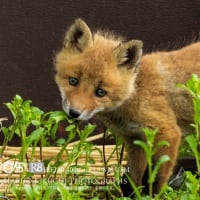 ジュニア、巣を替えたか？