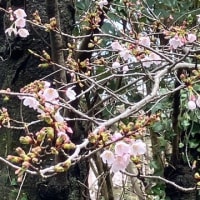 桜咲きました　ペイジー