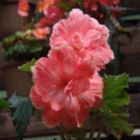 118/花（ベコニア）