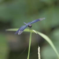 白鳥庭園の睡蓮・蓮の花-2