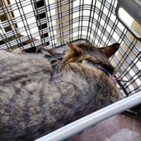 カゴの猫。