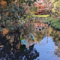 京都・八幡、石清水八幡宮（１）