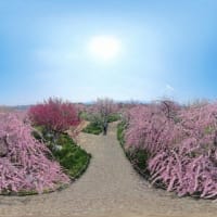 和泉リサイクル環境公園の梅林　３６０度動画（２０２５年３月２１日）