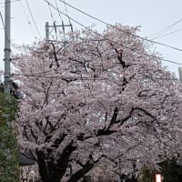花曇りの中の桜吹雪