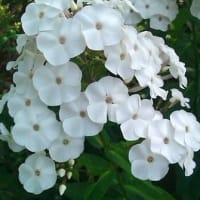６月　２８日