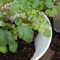 ハーブ、野菜苗の寄せ植えの作り方