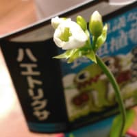 ハエトリ草の花