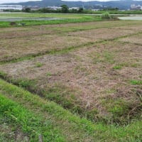 丸ごと一つ大好きなお話