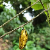 春休み沖縄の旅~首里城と斎場御嶽~