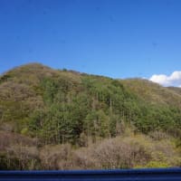 トマト植え
