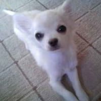 賢いかもしれない E チワワミクロくん 弱虫子犬チワワミクロくん のいる生活 あるチワワの主張 賢いかもしれない E チワワミクロくん 弱虫子犬チワワミクロくん のいる生活 あるチワワの主張