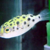 ミドリふぐ