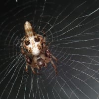 北海道のクモ 身近な小型クモ