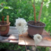 向島百花園の花（１）