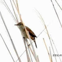 05/05探鳥記録写真-2：４月下旬に出会った鳥たち（キマユホオジロ、タイワンハクセキレイ、シロエリオオハム、チュウシャクシギ、オオヨシキリ、ほか）