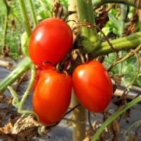 畔で咲くタンポポに紋白蝶