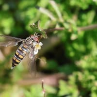 ホソヒラタアブ♀