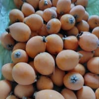 野菜を収穫しました