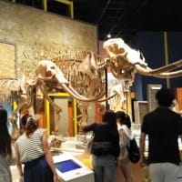 夏休み！　生命の星・地球博物館へ　　　　H30/7月