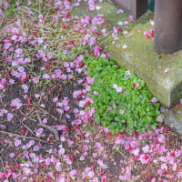 たからもの（高校へ入学してから一週間〜2024年4月）