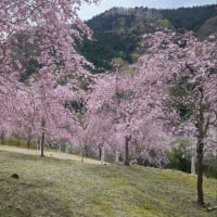枝垂桜　（小鹿野町・光西寺）