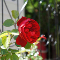 つるバラ「クンツァイト」 と 「フロレンティーナ」の開花