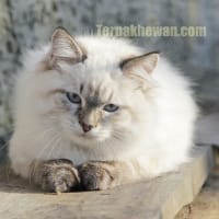 Pahamilah Bukti - Bukti Kucing Menangis Di bawah ini Bersama-sama Pemicunya